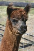 Visit the Bauer’s Alpaca Farm
